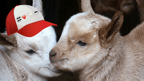 Goat on a Boat: Get Your Goat Hat…Spring Break is Gonna be Lit!