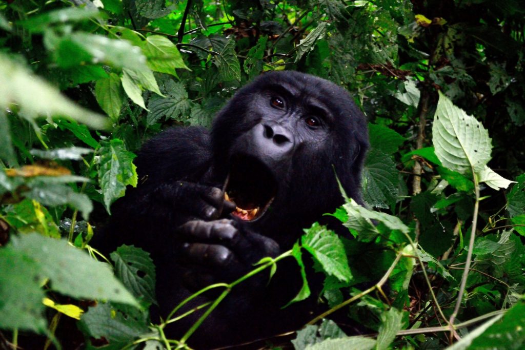 Ugandan Gorilla Summit Coffee available from Grumpy Goat Coffee