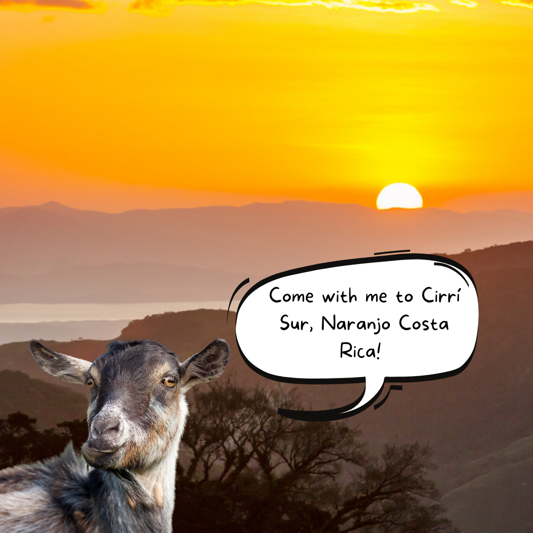 Take the trip of a lifetime to your favorite coffee producing country – Cirrí Sur, Naranjo Costa Rica