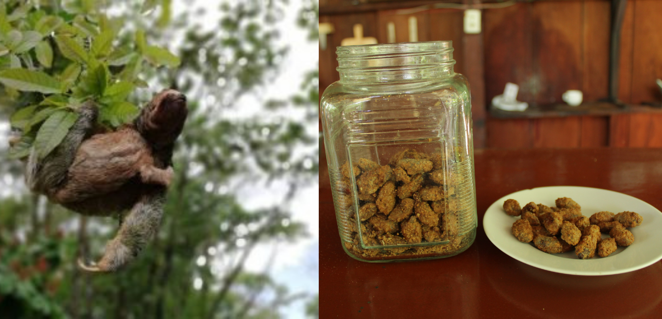 Sloths and coffee - Grumpy Goat Coffee Company