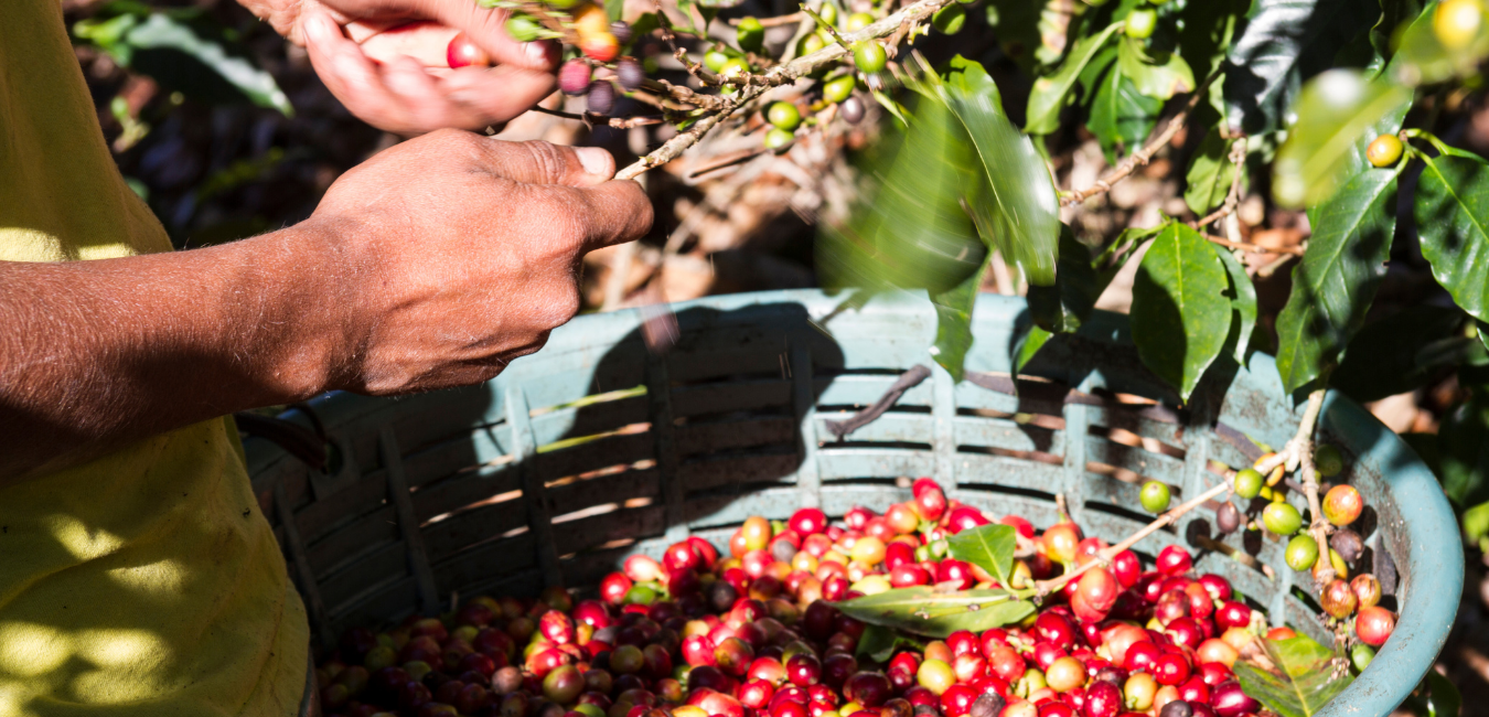 Harvesting Coffee Beans in Costa Rica - Grumpy Goat